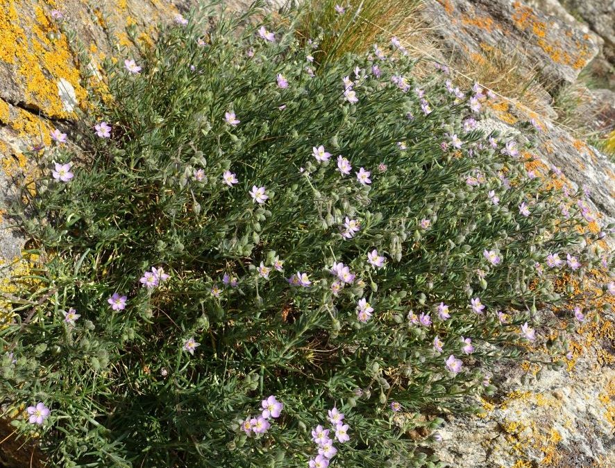 Spergulaire des rochers – Spergularia rupicola – Plante littoral